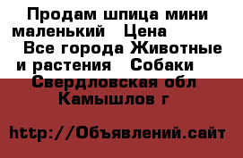 Продам шпица мини маленький › Цена ­ 15 000 - Все города Животные и растения » Собаки   . Свердловская обл.,Камышлов г.